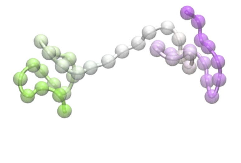 Dumbbell-like sequences in DNA during interphase suggest several unseen aspects of chromosome configuration and function. (Credit: Illustration by Ryan Cheng/CTBP)