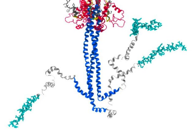 Simulations by scientists at the Rice University-based Center for Theoretical Biological Physics suggest how the SARS-CoV-2 spike infects cells. The illustration shows how the spike reconfigures itself in microseconds as it goes from pre- to post-fusion with target cells. The researchers suggest their work to reveal the mechanism by which the virus spreads could lead to new strategies to defeat COVID-19.