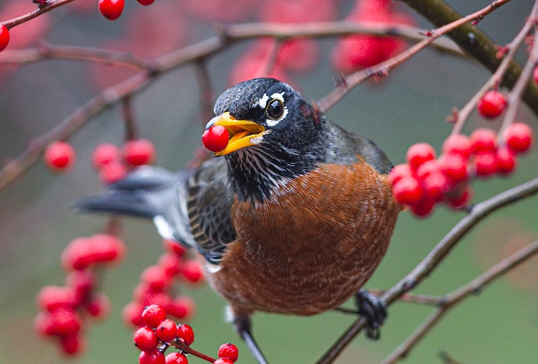 American robin eating a winterberry