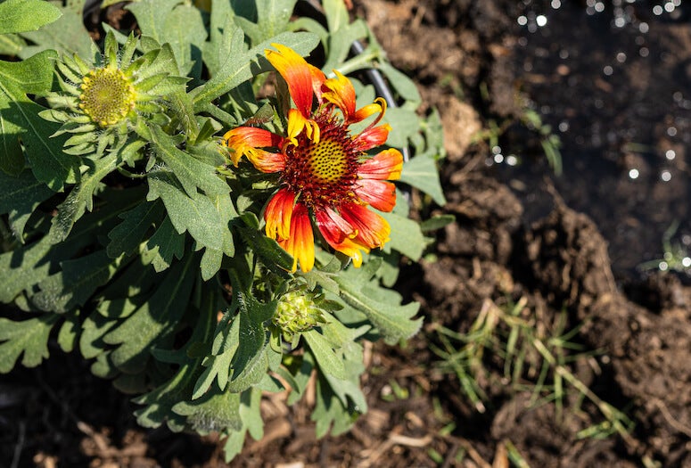 Rice prairie garden