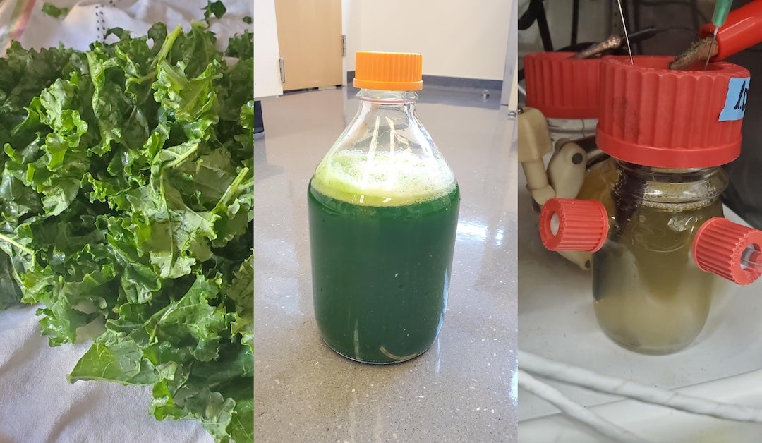 The stages of an experiment with fermenting kale in the Rice University lab of bioscientist Caroline Ajo-Franklin. At right, kale juice ferments in a bioreactor to test for the activity of lactic acid bacteria. The Rice lab was part of a study that determined the bacteria take advantage of two distinct metabolic processes that could help streamline the fermentation of foods. Courtesy of the Ajo-Franklin Lab