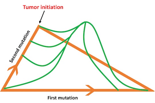 An algorithm developed at Rice University identifies and ignores transition pathways that don’t contribute much to the fixation of mutations in a cell that goes on to establish a tumor. (Credit: Hamid Teimouri/Kolomeisky Research Group)