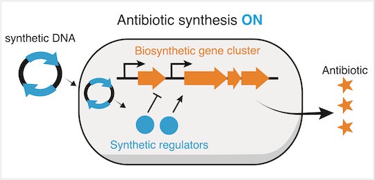 Rice University bioscientists have designed novel on and off switches to control the “silent” genes -- as many as 40 of them -- in a strain of bacteria. Their CRISPR-based strategy could boost the perpetual search for new antibiotics. (Credit: Illustration by Andrea Ameruoso/Chappell Lab)