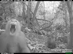 A southern pig-tailed macaque makes its feelings known to a camera trap in one of millions of photos analyzed for a new study led by a Rice University visiting student. The study found striking similarities in how rainforest animals across the world spend their days. (Credit: Courtesy of Lydia Beaudrot/Conservation International)