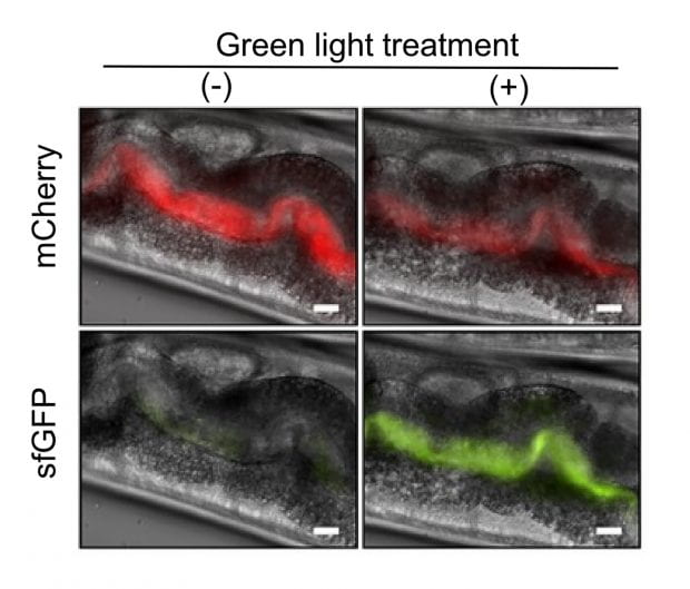  Light-responsive bacteria fed to worms are visible in images of the worms' gastrointestinal tracts. Engineers programmed the bacteria to produce a red fluorescent protein called mCherry so they would be easy to see under a microscope. When exposed to green light, the bacteria also produce a green fluorescent protein called sfGFP, which causes them to glow green. When exposed to red light, they do not produce the green protein. Worms in the left column were treated with red light. Worms in the right column were treated with green light. (Image courtesy of Jeff Tabor/Rice University)