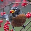 American robin eating a winterberry